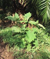 Solanum ferox - Habit - Click to enlarge!