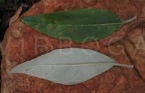 Solanum giganteum - Upper and lower surface of leaf - Click to enlarge!
