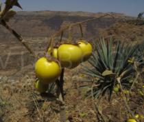 Solanum incanum - Fruits - Click to enlarge!