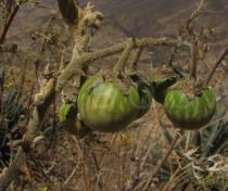 Solanum incanum - Ripening fruits - Click to enlarge!