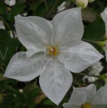 Solanum laxum - Inflorescence - Click to enlarge!