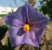 Solanum linnaeanum - Flower - Click to enlarge!