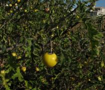 Solanum linnaeanum - Branch with ripe fruit - Click to enlarge!