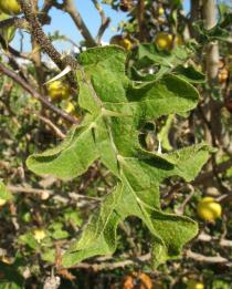 Solanum linnaeanum - Upper surface of leaf - Click to enlarge!