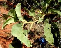 Solanum lycocarpum - Branch - Click to enlarge!