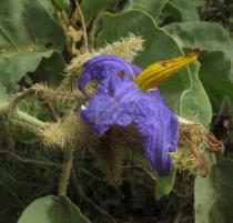 Solanum lycocarpum - Flower - Click to enlarge!