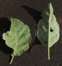 Solanum lycocarpum - Upper and lower surface of leaves - Click to enlarge!