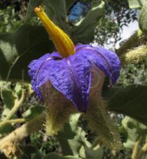 Solanum lycocarpum - Flower - Click to enlarge!