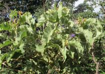 Solanum lycocarpum - Foliage - Click to enlarge!