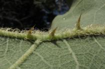 Solanum lycocarpum - Spines on leaf vein - Click to enlarge!