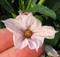 Solanum macrocarpon - Flower - Click to enlarge!
