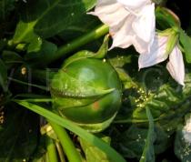 Solanum macrocarpon - Ripening fruit - Click to enlarge!