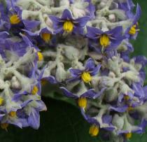 Solanum mauritianum - Flowers - Click to enlarge!