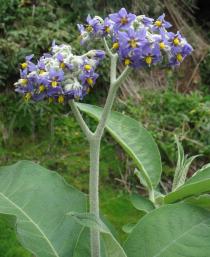 Solanum mauritianum - Inflorescence - Click to enlarge!