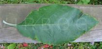 Solanum mauritianum - Upper side of leaf - Click to enlarge!