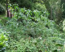 Solanum mauritianum - Habit - Click to enlarge!