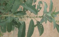 Solanum mauritianum - Leaf insertion - Click to enlarge!