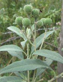 Solanum mauritianum - Unripe fruits - Click to enlarge!