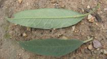 Solanum mauritianum - Upper and lower surface of leaves - Click to enlarge!