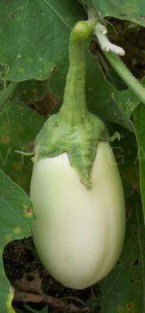 Solanum melongena - White fruit - Click to enlarge!