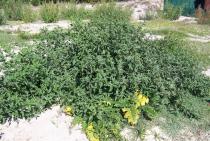 Solanum nigrum - Habit - Click to enlarge!