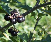 Solanum nigrum - Fruits - Click to enlarge!