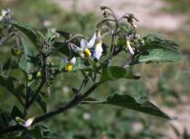 Solanum nigrum - Flowers - Click to enlarge!
