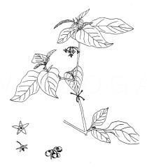 Solanum nigrum - Click to enlarge!