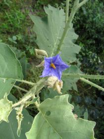 Solanum paniculatum - Flower - Click to enlarge!