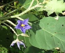 Solanum paniculatum - Flower - Click to enlarge!