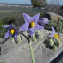Solanum stipulaceum - Flowers - Click to enlarge!