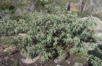 Solanum stipulaceum - Habit - Click to enlarge!