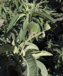 Solanum stipulaceum - Fruit - Click to enlarge!