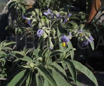 Solanum stipulaceum - Inflorescence - Click to enlarge!
