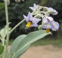 Solanum stipulaceum - Flower - Click to enlarge!