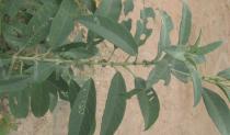 Solanum stipulaceum - Leaf insertion - Click to enlarge!