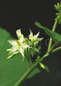 Solanum torvum - Flower close-up - Click to enlarge!