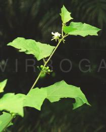 Solanum torvum - Flowering branch - Click to enlarge!