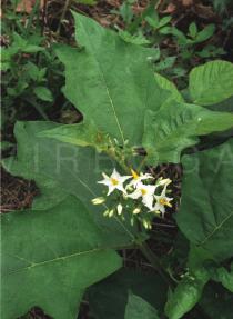 Solanum torvum - Flower and foliage - Click to enlarge!