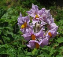 Solanum tuberosum - Inflorescence - Click to enlarge!