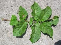 Solanum tuberosum - Upper side of leaf - Click to enlarge!