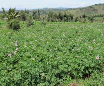 Solanum tuberosum - Habit in field - Click to enlarge!