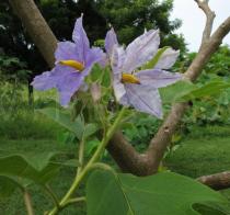 Solanum wrightii - Inflorescence - Click to enlarge!
