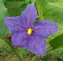 Solanum wrightii - Flower - Click to enlarge!