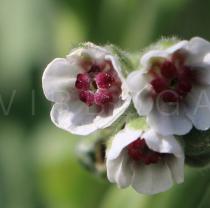 Solenanthus apenninus - Flowers - Click to enlarge!