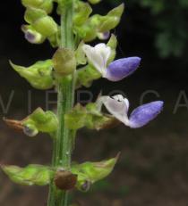 Solenostemon monostachyus - Flowers - Click to enlarge!