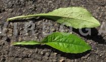 Solidago virgaurea - Upper and lower surface of leaf - Click to enlarge!