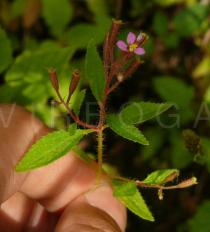 Sonerila erecta - Flower and fruits - Click to enlarge!