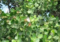 Sonneratia alba - Foliage - Click to enlarge!