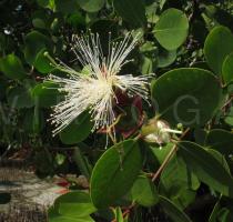 Sonneratia alba - Flower - Click to enlarge!